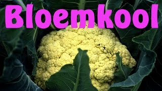 Bloemkool kweken [upl. by Merridie463]