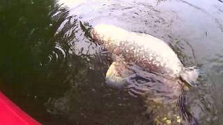 Big Catfish devours Duck [upl. by Aihcila]