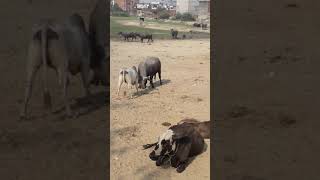 Buffalow vs bull fight [upl. by Bullis]