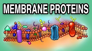 MEMBRANE PROTEINS  Types and Functions [upl. by Anelleh31]