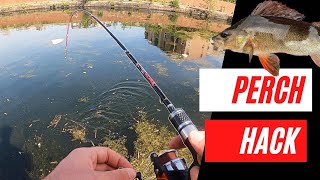 How to catch Perch  The EASY way [upl. by Alohcin]