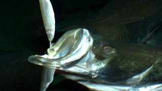 How Fish Eat in SLOW MOTION  Smarter Every Day 118 [upl. by Godiva]