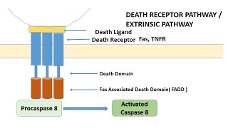 APOPTOSIS PART 1 Definition Causes amp MechanismPathways [upl. by Aztiray]