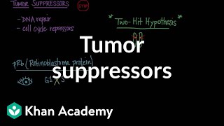 Tumor suppressors  Biomolecules  MCAT  Khan Academy [upl. by Nishi]