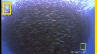 Bluefin Tuna Eat Bait Ball  National Geographic [upl. by Mhoj]