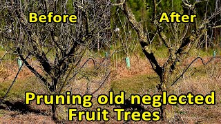 Pruning Fruit Trees  Rejuvenate fruit trees through pruning  Pruning old neglected fruit trees [upl. by Hound414]