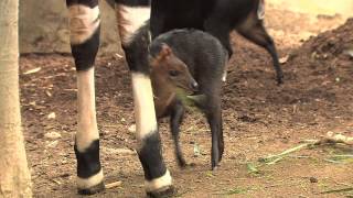 Adorable Black Duiker Born at the San Diego Zoo [upl. by Draneb]