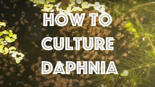 How To Culture Daphnia Magna [upl. by Kola570]