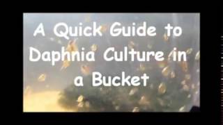 How to culture daphnia outside [upl. by Trilbee]