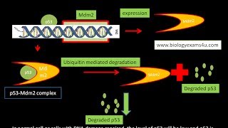 p53 mdm2 Interaction [upl. by Hurwitz]