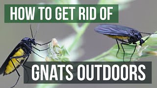 How to Get Rid of Gnats Outdoors 4 Easy Steps [upl. by Peggie]