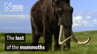 The last of the mammoths  Natural History Museum [upl. by Ainafets]