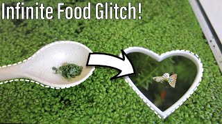 How to turn Duckweed into Fish Food [upl. by Aelhsa]