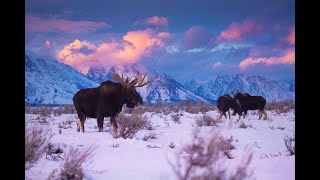 Introducing Yellowstone amp Grand Teton National Parks [upl. by Ynitsed]