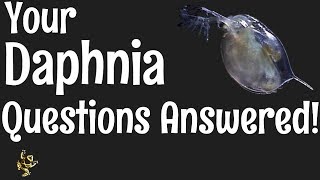 Daphnia Questions Answered [upl. by Hewe]