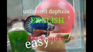 daphnia moina culture Easy way Unlimited production English  with sub Green water Chlorella [upl. by Lewap]