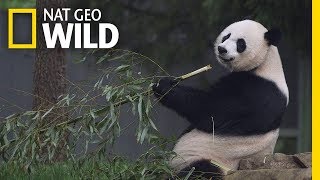 Giant Pandas 101  Nat Geo Wild [upl. by Andros]