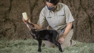 Baby Duiker Debuts at the San Diego Zoo [upl. by Ahtnamas275]