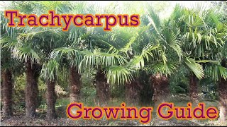 Trachycarpus  Hardy Palm Growing Guide  Chusan Palm [upl. by Snah576]