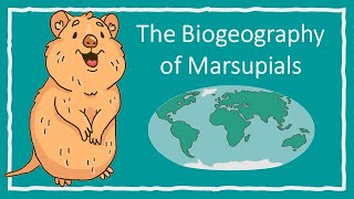 The Biogeography of Marsupials [upl. by Arreyt]