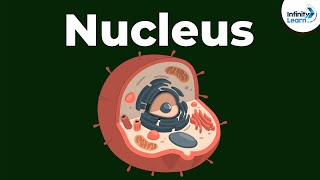 Nucleus  Cell  Infinity Learn [upl. by Orvah]