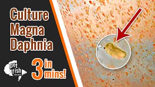 How to culture DAPHNIA MAGNA  The easy way [upl. by Mika]