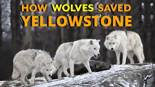 How Wolves Saved Yellowstone [upl. by Attenwahs]