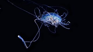 The Hungry Jellyfish [upl. by Ohara416]