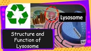 Science – What is Lysosome Its structure and functions – English [upl. by Hicks]