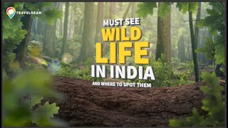 Must see wildlife in India and where to find them [upl. by Elata]