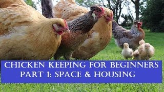 Chicken Keeping for Beginners Part 1 Space and Housing [upl. by Nagaet]