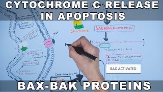 Mechanism of Cytochrome C Release from Mitochondria [upl. by Feigin]