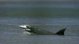 Dolphins Help Fishermen Catch Fish [upl. by Okemak]