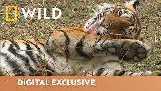 India’s Tiger Kingdom  Asia’s Wild Secrets  National Geographic Wild UK [upl. by Akemej]