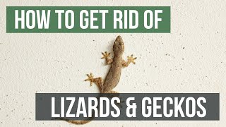 How to Get Rid of Lizards amp Geckos 4 Easy Steps [upl. by Katzman]