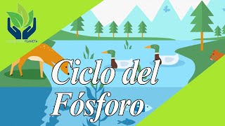 Ciclo del Fósforo explicación y ejemplos [upl. by Esme]