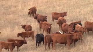 How Beef Goes from Pasture to Plate [upl. by Guthrie]