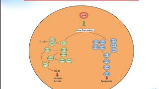 P53 signaling pathway Creative Diagnostics [upl. by Suoicserp]