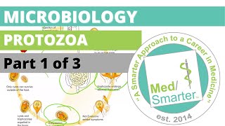 Protozoa  Microbiology  USMLE STEP 1  Part 1 of 3 [upl. by Ardnuahs]