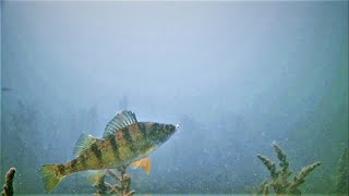 Jigging Jumbo Perch And Walleye Northern Wisconsin [upl. by Ilohcin]