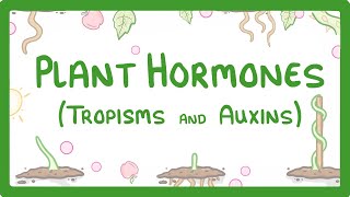 Plant Hormones  Tropisms amp Auxins 52 [upl. by Acinaj9]