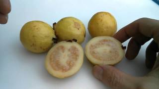 Picking Ripening and Eating Guava or Guayaba  Exotic Fruit [upl. by Moshell610]