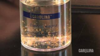 How to Care for Daphnia [upl. by Bergess]