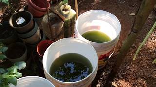 How to grow Green Water Algae [upl. by Adnilak]