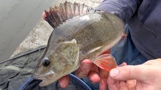 Perch Fishing Rigs Tips amp Tactics [upl. by Ahsekad23]