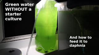 Green Water WITHOUT a Starter Culture  From Scratch  How To [upl. by Marsiella]