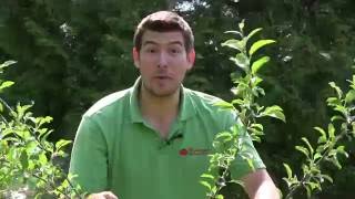 How to Prune Fruit Trees The Right Way Every Time [upl. by Nowahs]