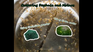 How To Culture Daphnia and Moinas using Green Water Spirulina powder [upl. by Goldwin191]