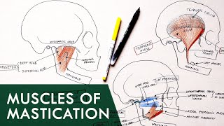 Muscles of mastication made easy [upl. by Barclay]