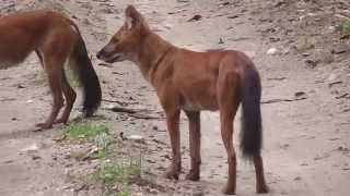 Wild Dog calls in Mukki [upl. by Sucramad]